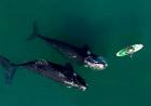Prefectura recomendó a los deportistas y navegantes que no se acerquen a las ballenas