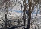 Controlaron el incendio forestal en cercanías de Villa Giardino