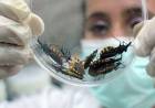 Se suman 10 brigadas a la lucha contra el mal de Chagas en Córdoba