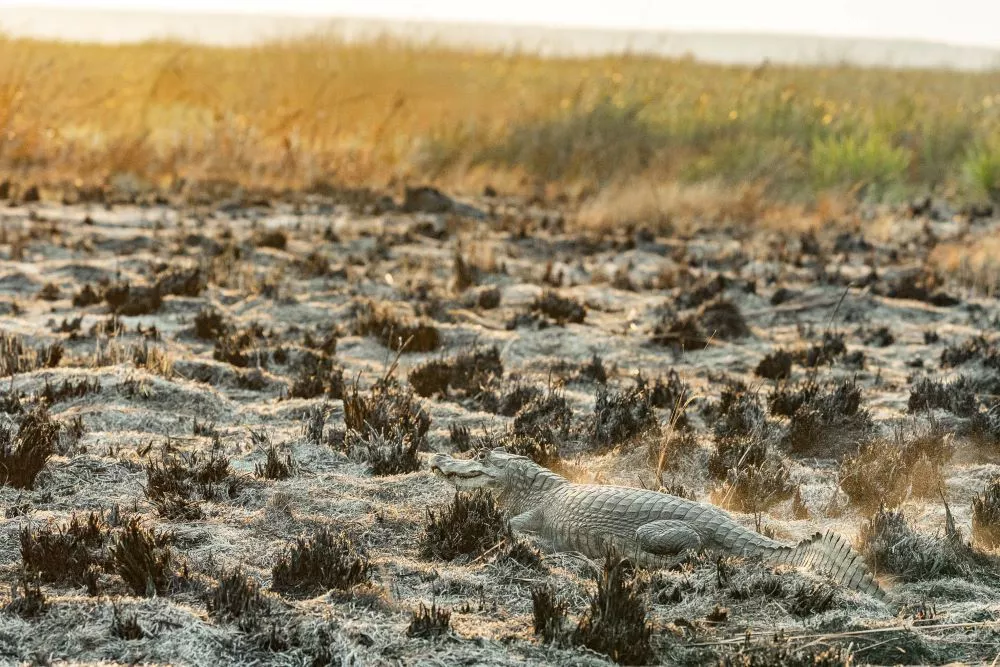 Corrientes anunció inversión de 400 millones para recuperar los Esteros del Iberá