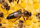 Conformarán en Córdoba una cabaña de «abejas reinas»
