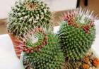 Festival de Cactus en Villa María y encuentro de coros en Cosquín 