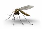 Emiten recomendaciones para evitar casos de dengue, chikungunya y zika