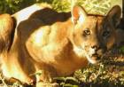 Capturan un puma en San Marcos Sierras