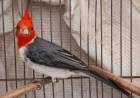Rescataron 44 aves silvestres en Hernando y Pampayasta Sud