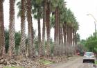 Limpieza y poda de palmeras en Loteo Los Palmares y Altos del Prado