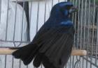 Policía Ambiental recuperó aves en cautiverio en Pampayasta Sud