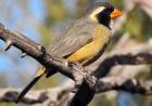 Policía Ambiental rescató 396 aves que se transportaban a Buenos Aires