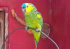 Policía Ambiental recuperó fauna silvestre en cautiverio