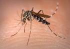 Dengue: Salud recomienda intensificar los cuidados para evitar las picaduras de mosquitos