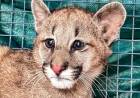 Rescataron un cachorro de puma en Panaholma