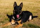 Se retiró el perro más veterano de la Brigada Canina de Policía Ambiental