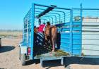 Secuestran 11 equinos en barrio 9 de Septiembre por incumplimiento de normas municipales