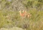 Declaran monumentos naturales provinciales a ocho especies animales