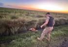 Policía Ambiental rescató un aguará guazú al norte de Saira