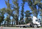El Municipio interviene los eucaliptus de Av. Maipú