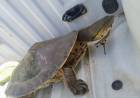 Rescataron una tortuga acuática en barrio San Cayetano