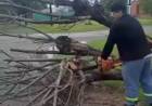La Secretaría de Servicios Públicos trabajó en la poda de árboles dañados y en la remoción de aquellos derribados tras la tormenta