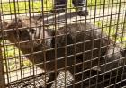 Incautan un felino silvestre en una vivienda de la ciudad
