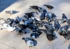 Silvina Martín: "La sobrepoblación de palomas requiere una intervención integral y sostenida"
