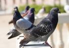 Conformaron a una mesa de trabajo interdisciplinaria para avanzar en el control de aves urbanas