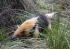 La Policía Ambiental realizó una importante liberación de fauna silvestre en el departamento Pocho