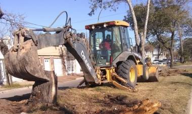 El municipio remueve y extrae ejemplares secos en accesos a la ciudad 