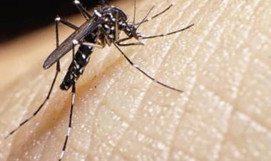 Dengue: “Este es el momento de prevenir”