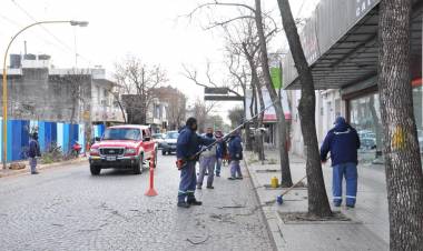 El Municipio realiza tareas de poda baja en zona céntrica