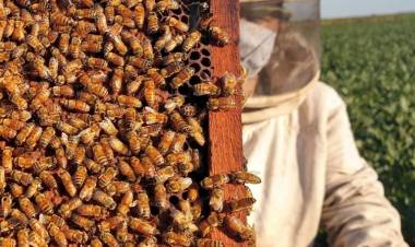Conforman una cooperativa apícola en el norte del Departamento San Justo