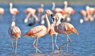 Avanza el proceso para crear el parque nacional Ansenuza