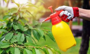 Todos los beneficios del vinagre de manzana en el jardín