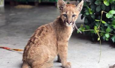 Rescatan un pumita y un tucán en el interior provincial