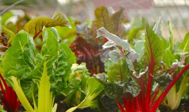 Calendario de siembra: qué plantar en el huerto y el jardín en febrero