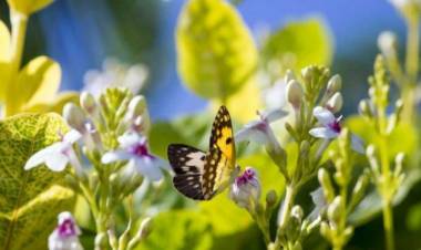Llena el jardín de color, 4 plantas para poner a pleno sol