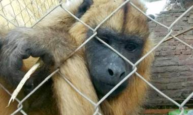 Trasladarán una mona al Proyecto Caraya de La Cumbre