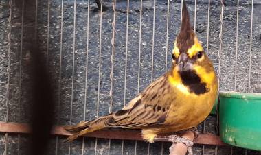 Monte Maíz: Policía Ambiental allanó dos viviendas y rescató 31 aves 