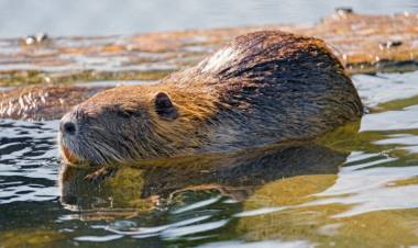 Ambiente liberó 9 coipos en zona ribereña de Arroyito