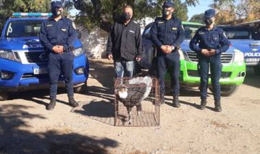 Encontraron un cóndor andino en el Valle de Traslasierra