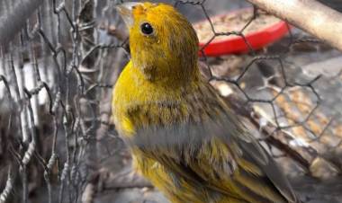 Policía Ambiental rescató 51 aves silvestres cautivas en tres localidades cordobesas