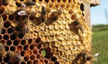 Por el Día del Apicultor, actualizan datos sobre la producción de miel en Córdoba