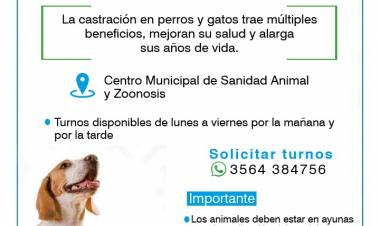 Castraciones de perros y gatos, turnos disponibles 