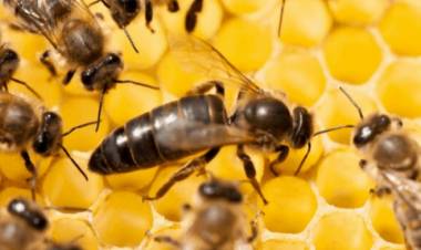 Conformarán en Córdoba una cabaña de «abejas reinas»