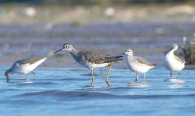  El fin de semana se desarrollará en Altos de Chipión el Festival de Aves Playeras