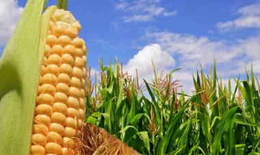 Córdoba será sede del 1° Congreso Internacional del Maíz