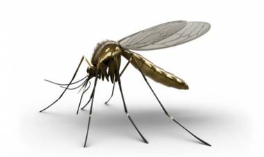 Emiten recomendaciones para evitar casos de dengue, chikungunya y zika