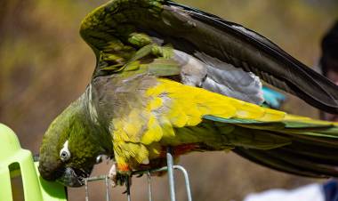 Que hacer si nos encontramos con fauna silvestre
