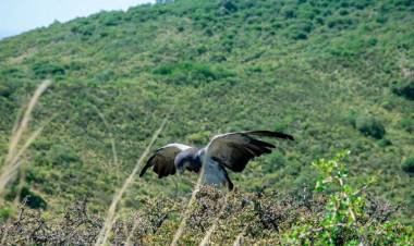Liberaron más aves silvestres en el Camino del Cuadrado