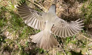 Por el Día Mundial de las Aves se liberaron aves en distintos lugares de Córdoba