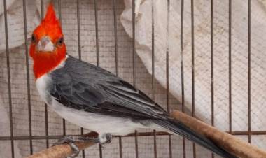 Rescataron 44 aves silvestres en Hernando y Pampayasta Sud